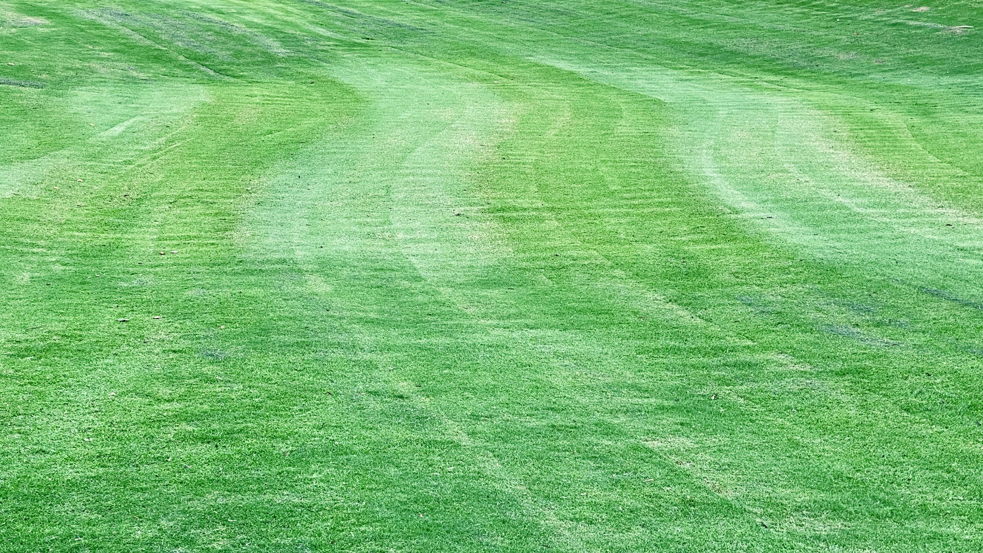 Professional lawn mowing service in Wayne