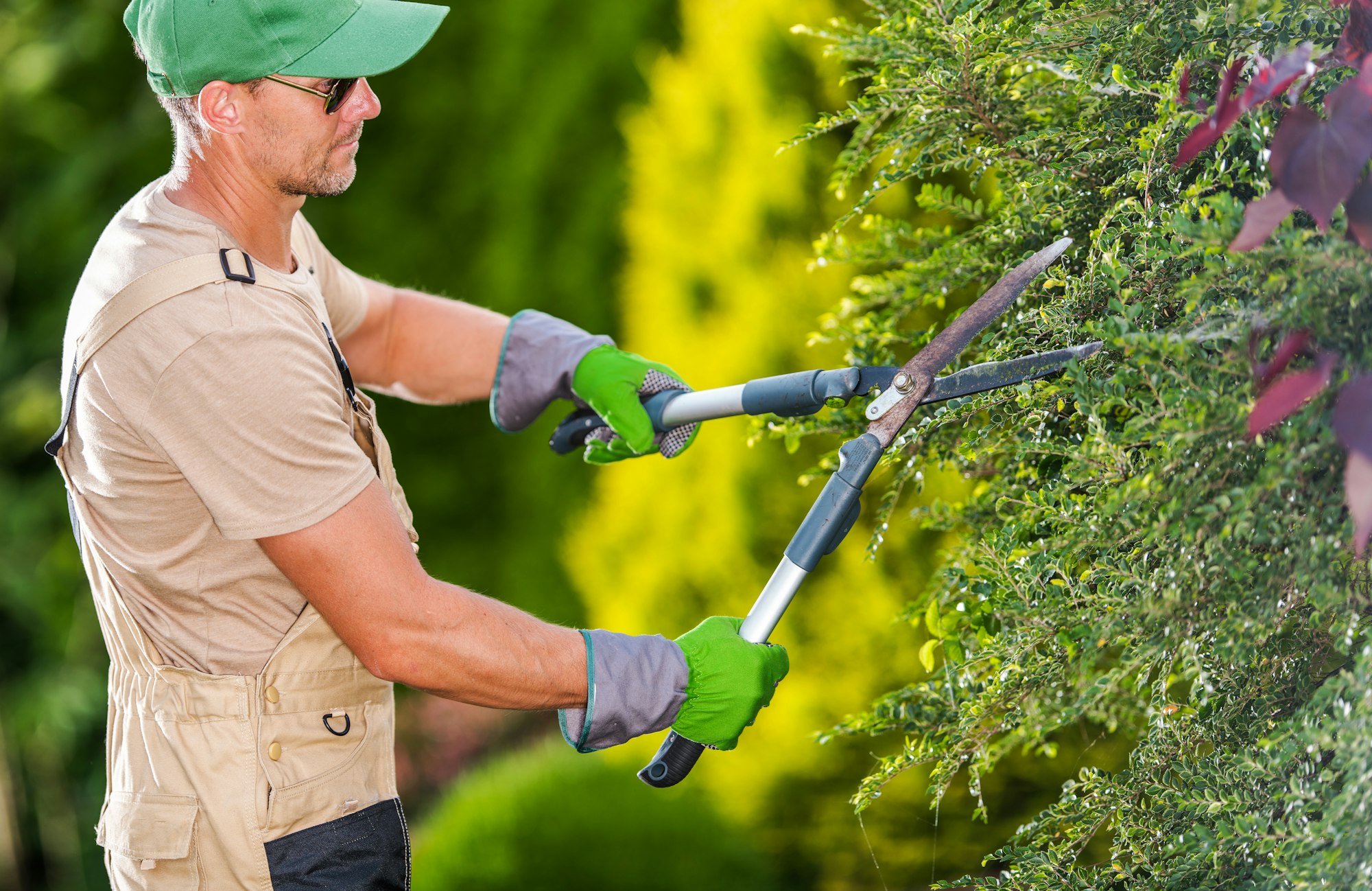 Professional tree pruning in a residential backyard