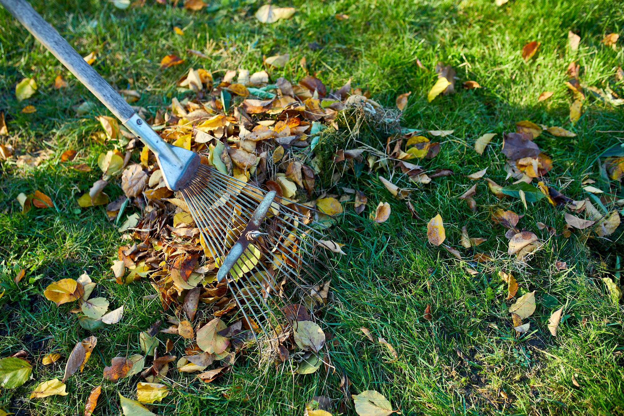Raking autumn leaves during fall cleanup service